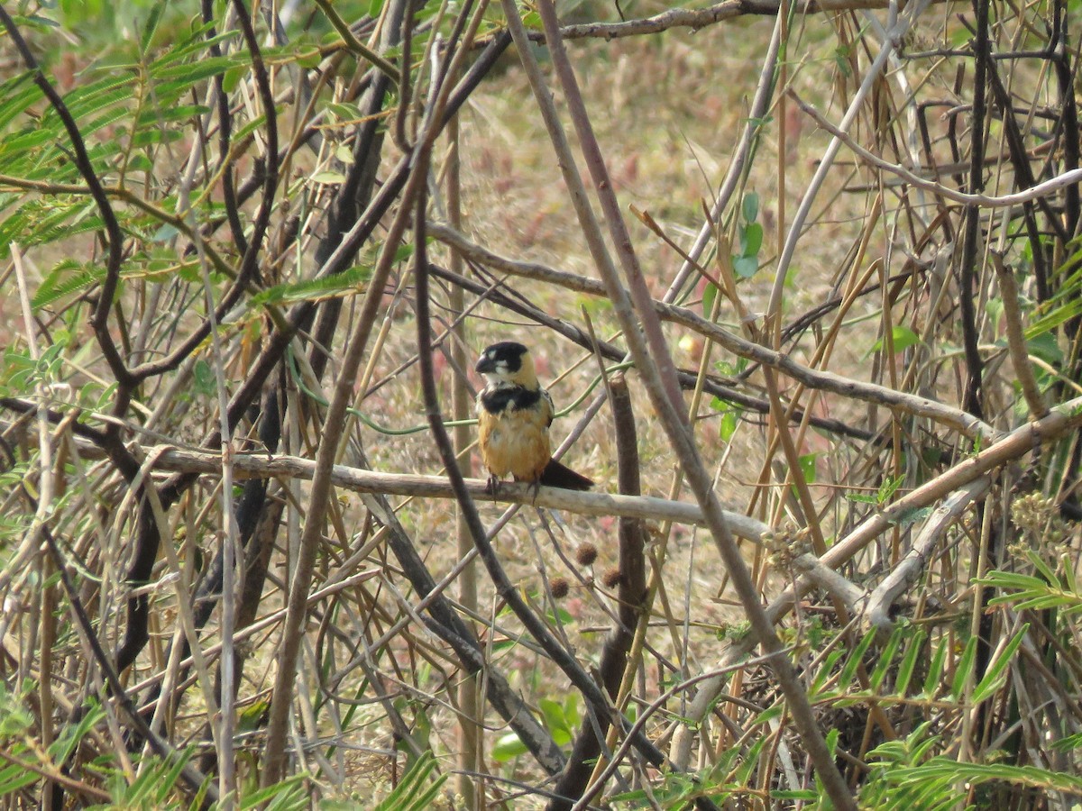 Rusty-collared Seedeater - ML637521849