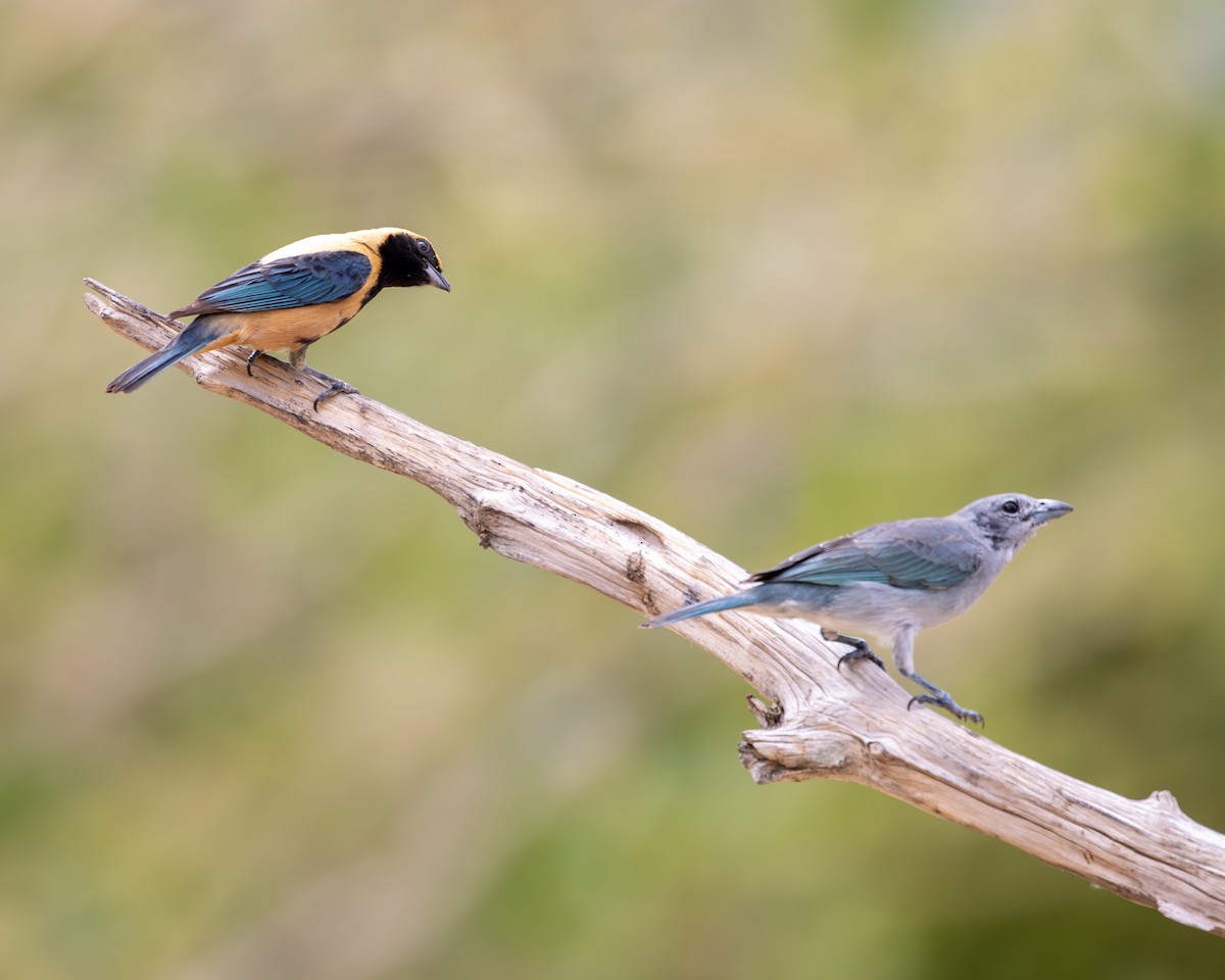 Sayaca Tanager - ML637521852