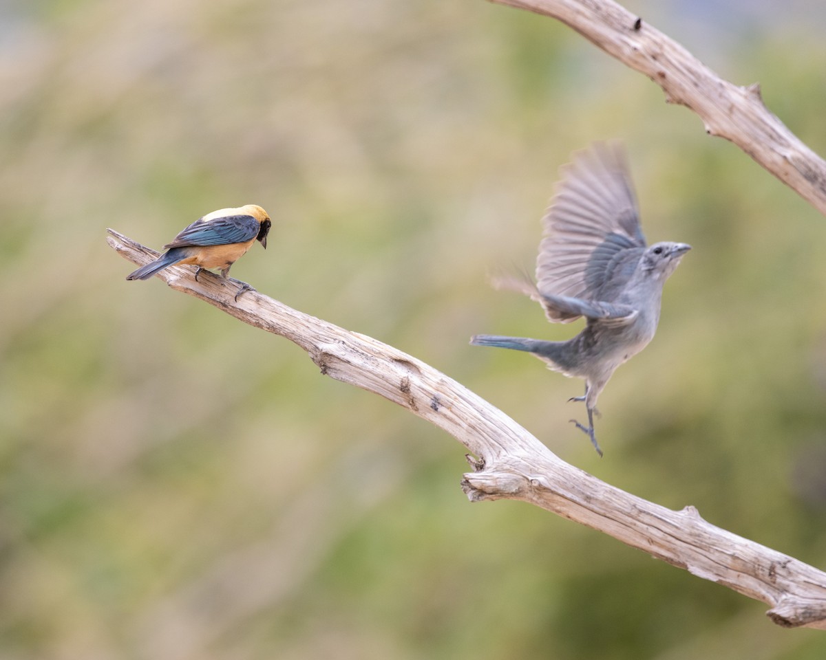 Sayaca Tanager - ML637521854