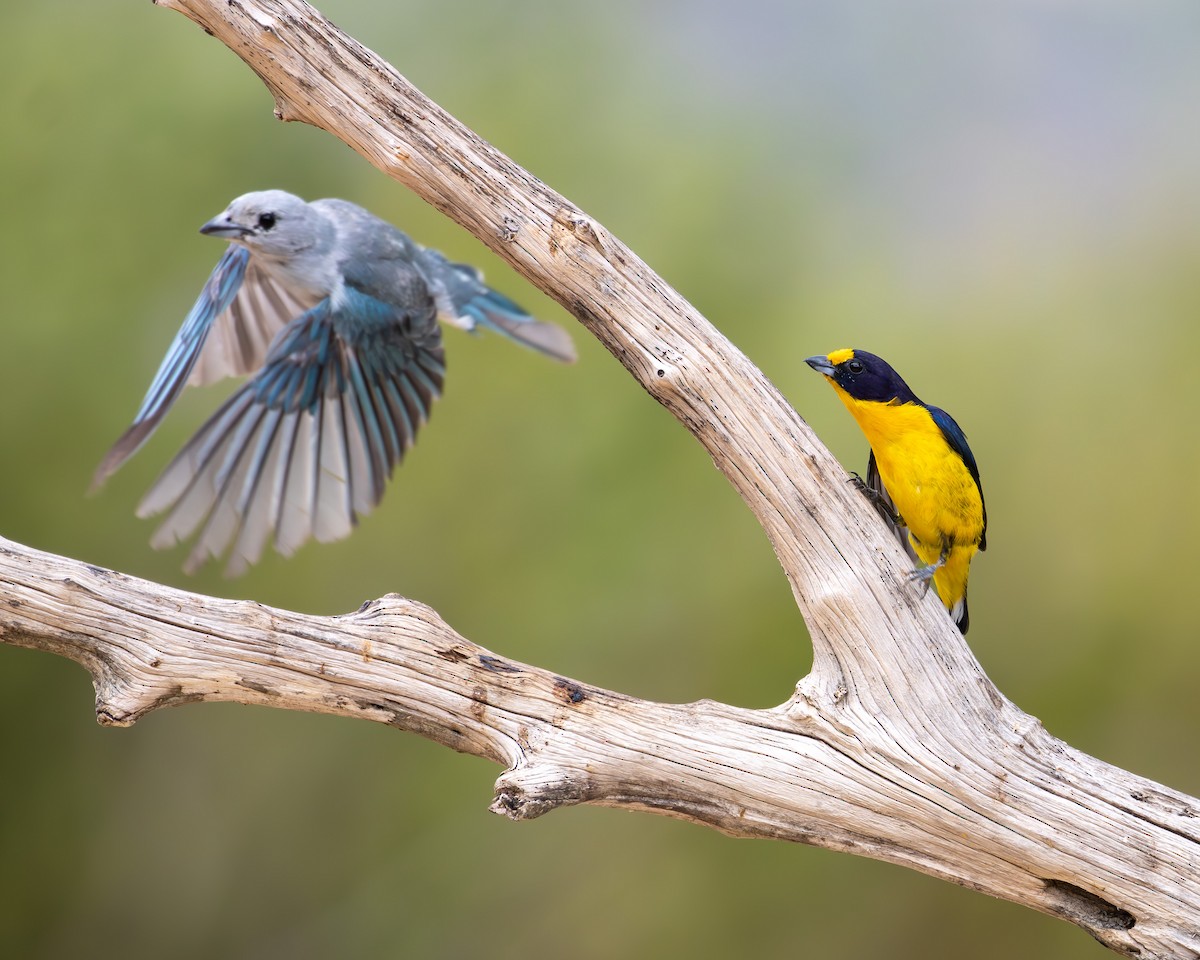 Sayaca Tanager - ML637521856