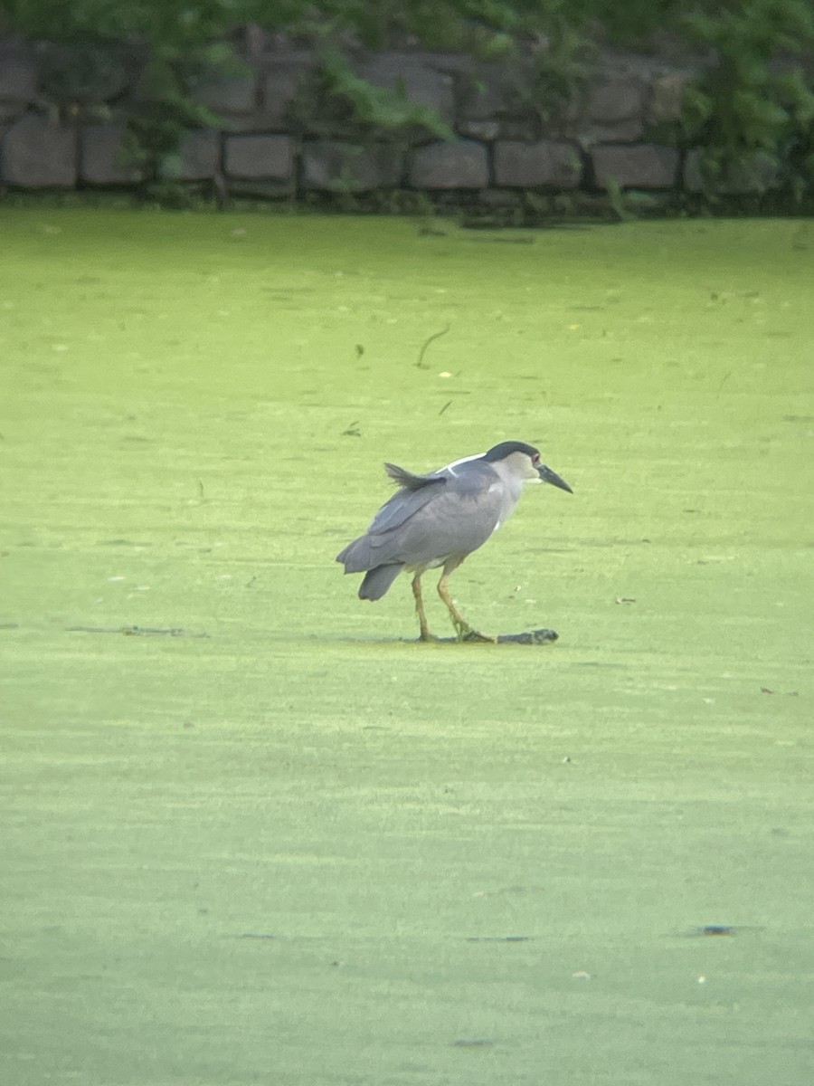 Black-crowned Night Heron - ML637521861