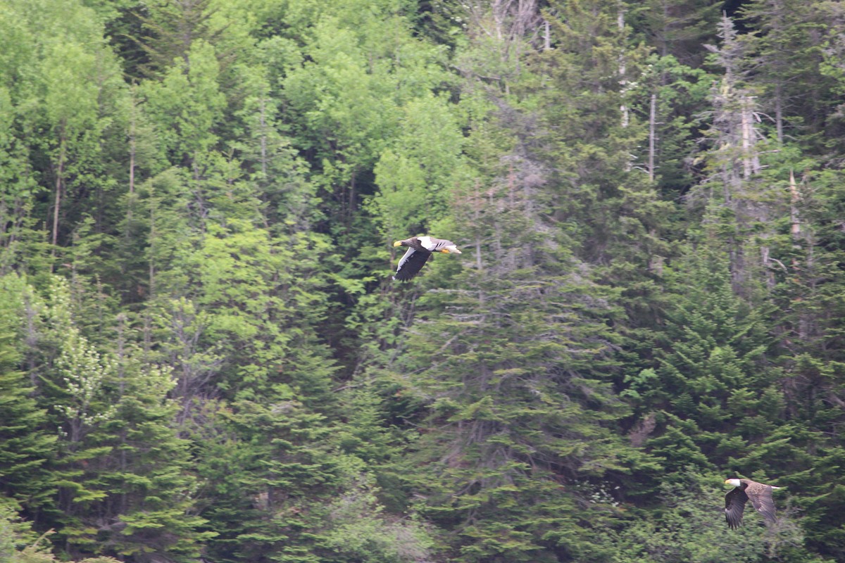 Steller's Sea-Eagle - ML637521865