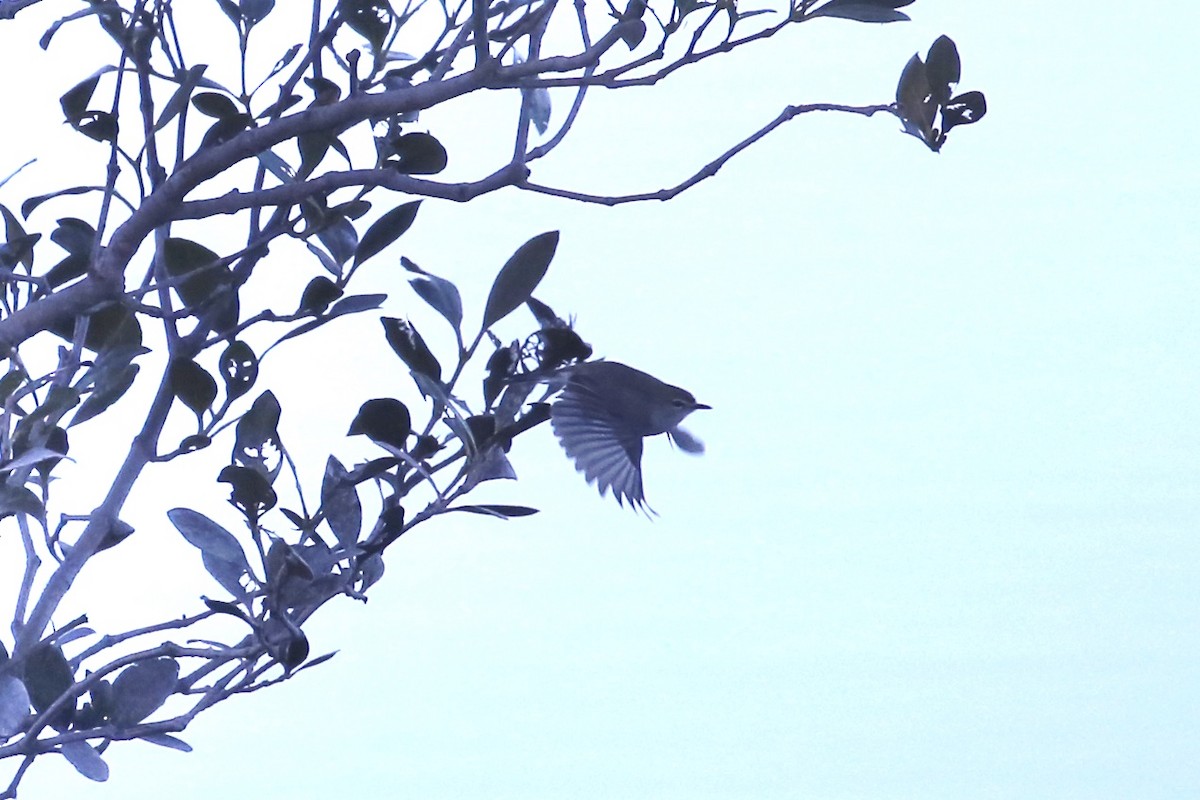 Mangrove Gerygone - ML637521877