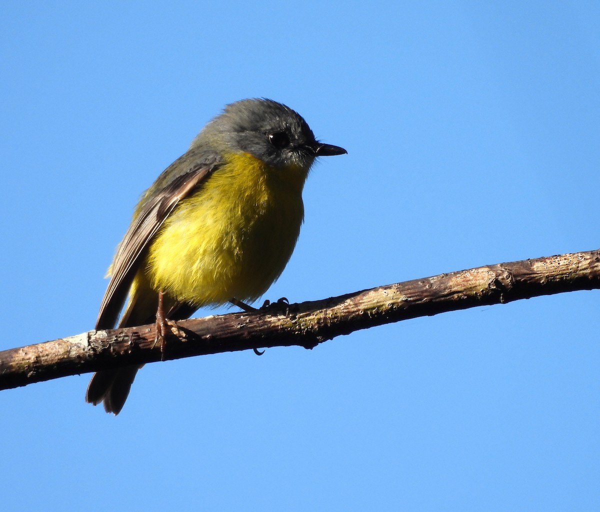 Eastern Yellow Robin - ML637521984