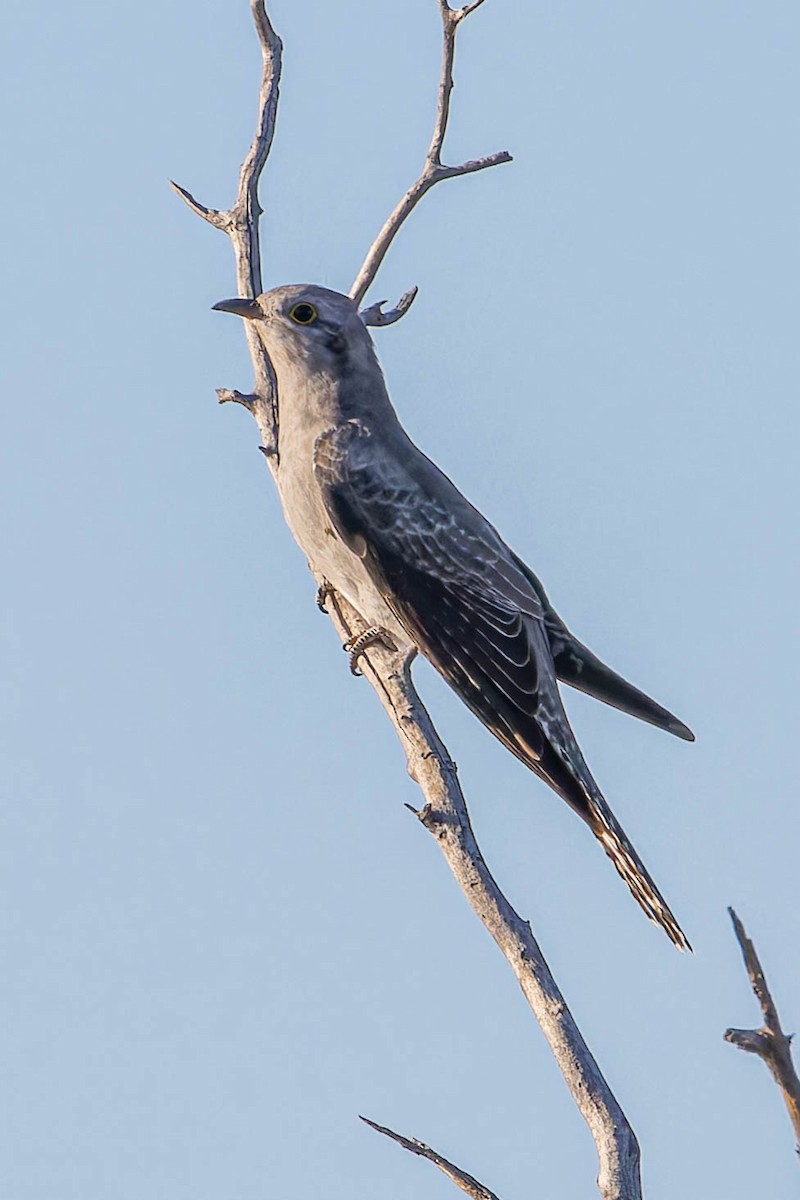 Pallid Cuckoo - ML637521994