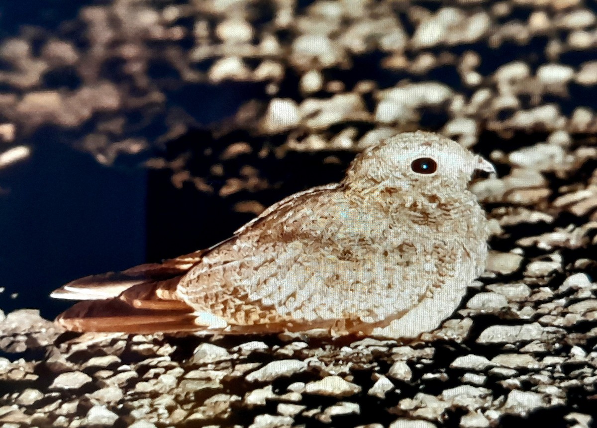 Savanna Nightjar (Northern) - ML637522014