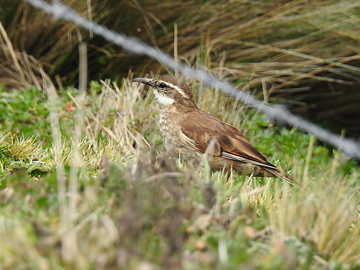 Stout-billed Cinclodes - ML637522036
