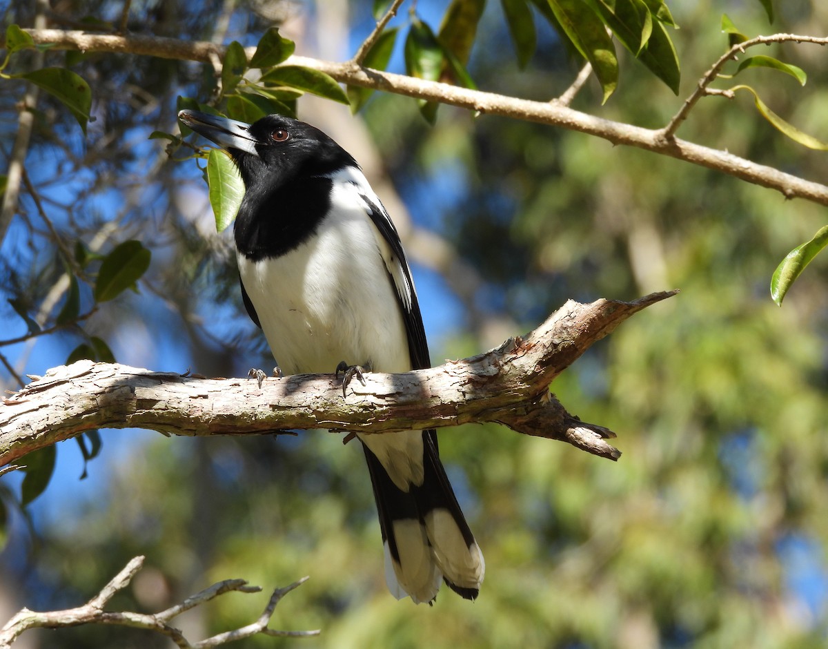 Pied Butcherbird - ML637522064