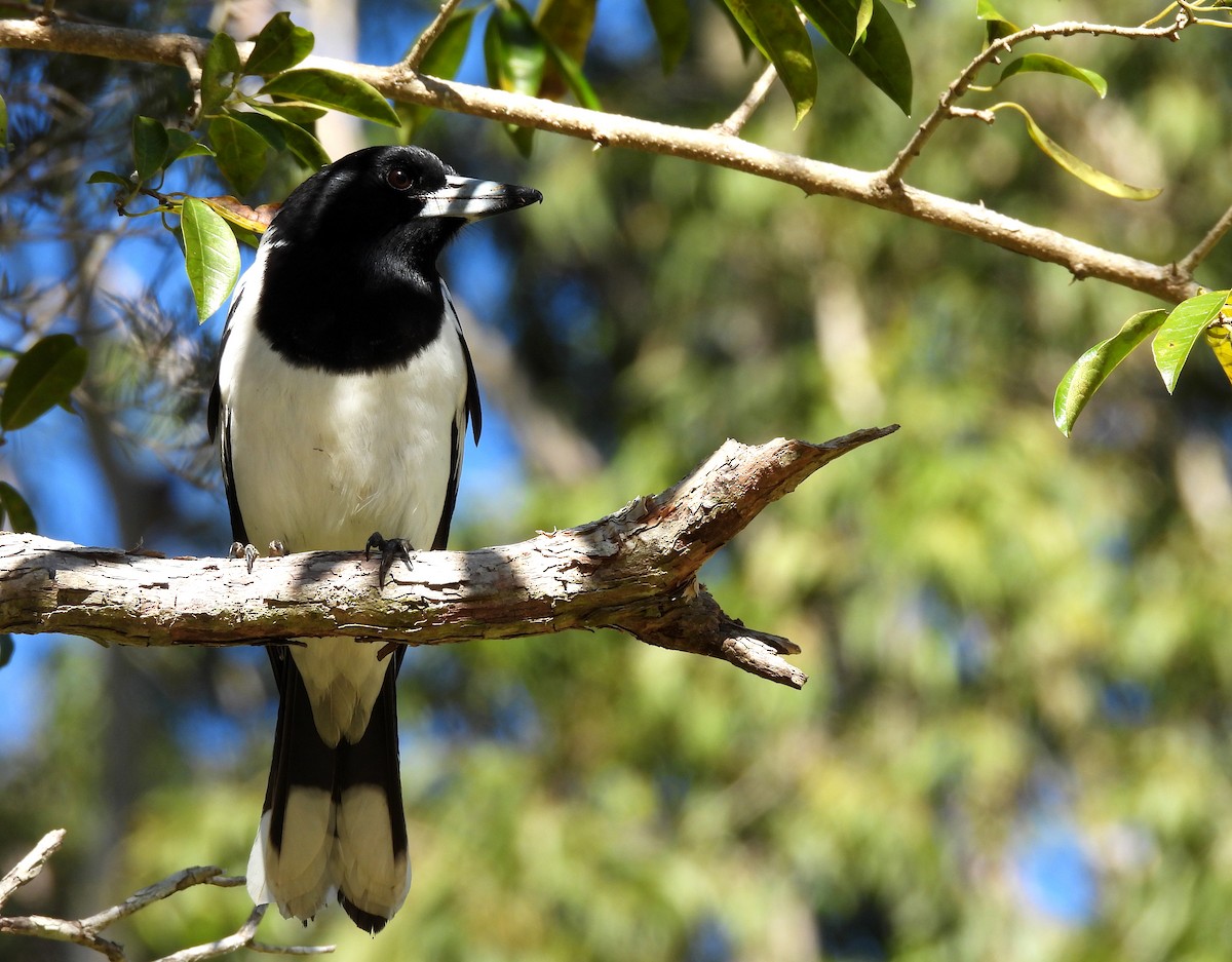 Pied Butcherbird - ML637522069
