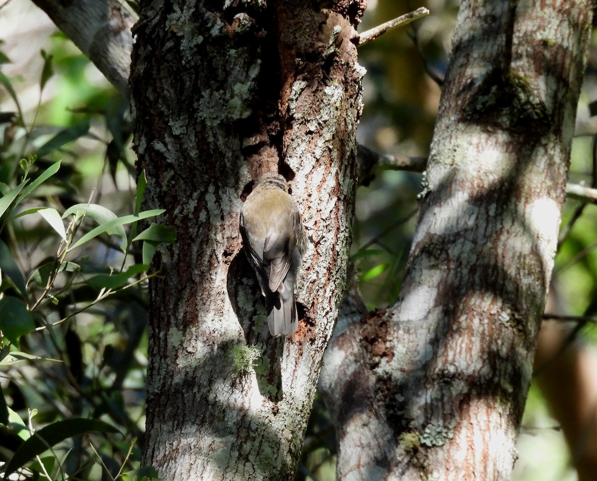 White-throated Treecreeper - ML637522130