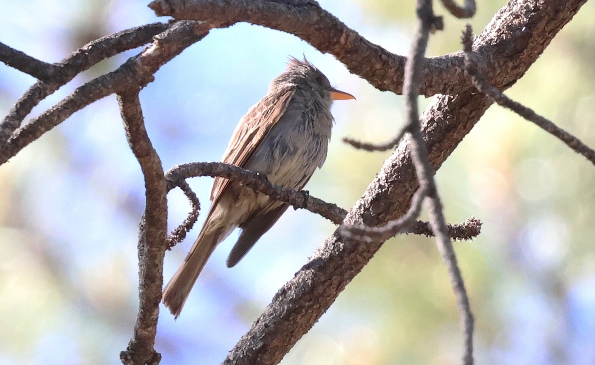 Greater Pewee - ML637522144