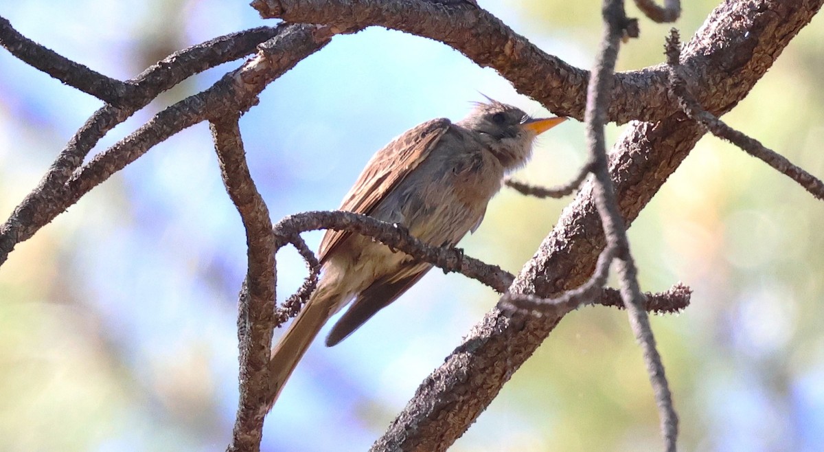 Greater Pewee - ML637522146