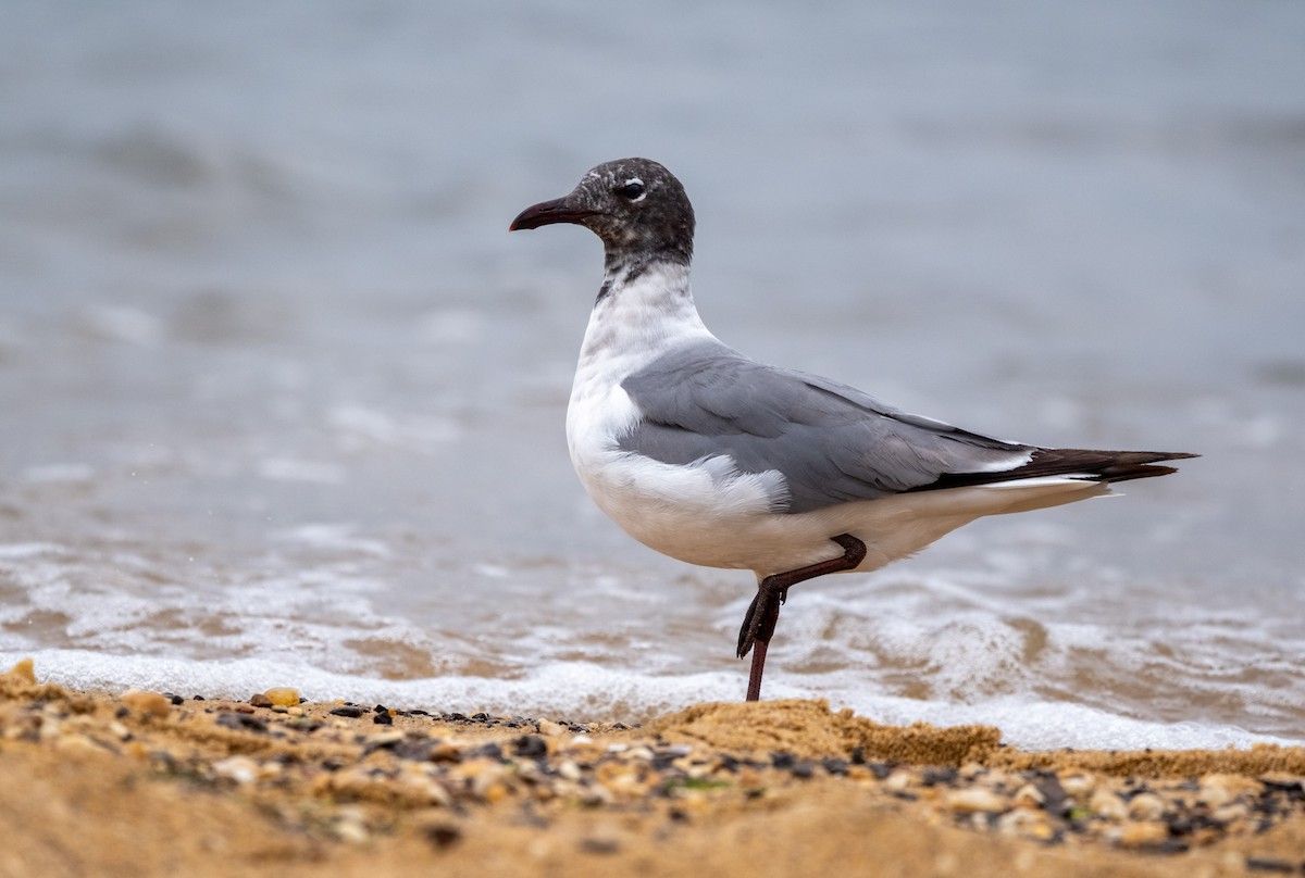 Laughing Gull - ML637522162