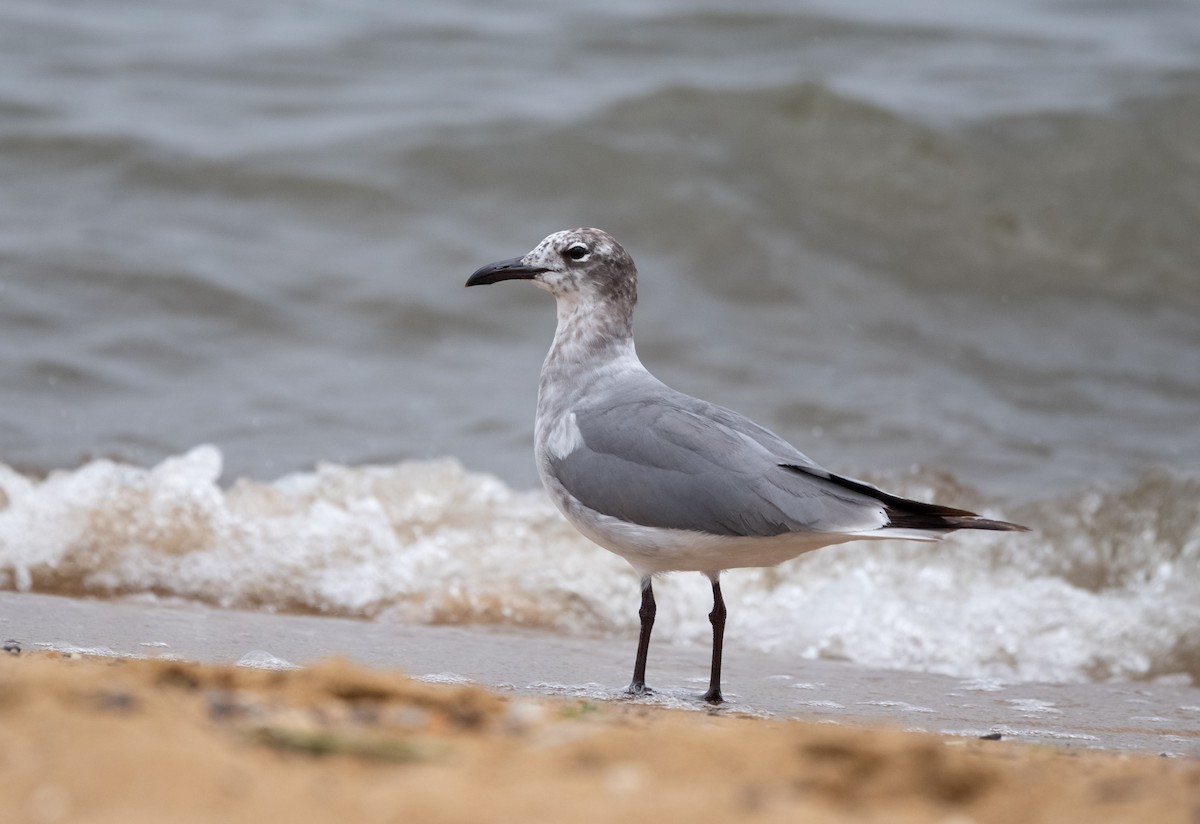 Laughing Gull - ML637522163