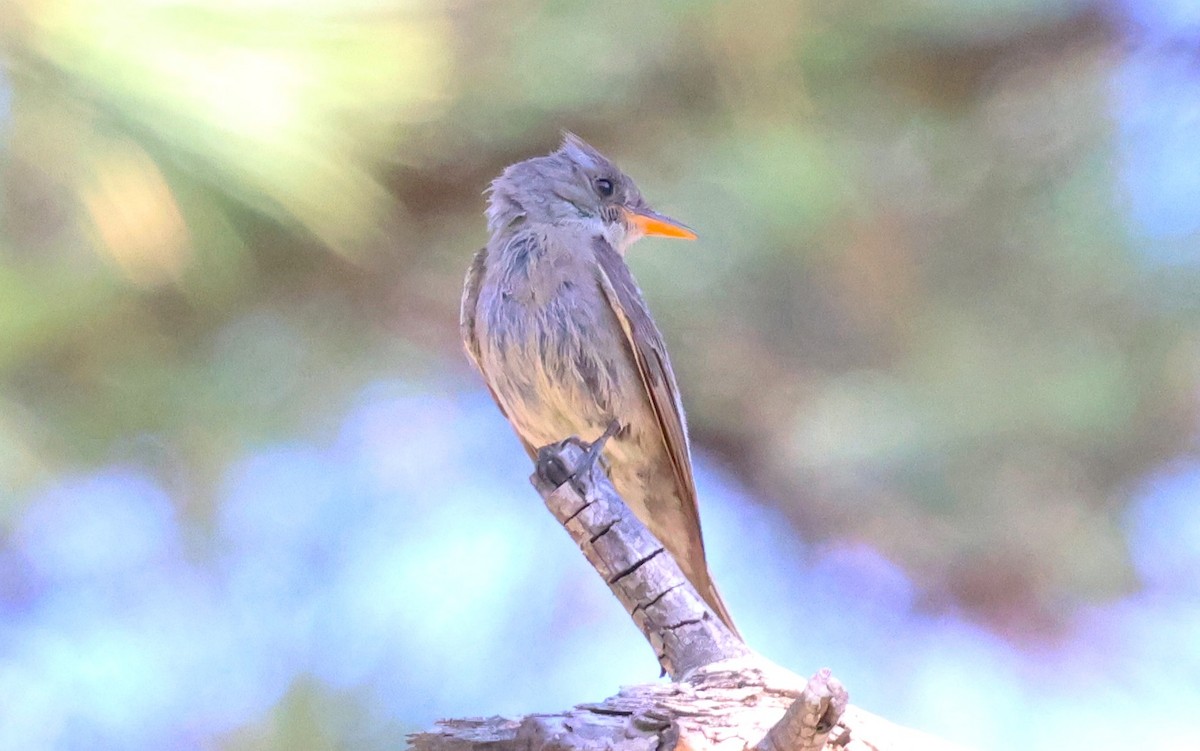 Greater Pewee - ML637522176