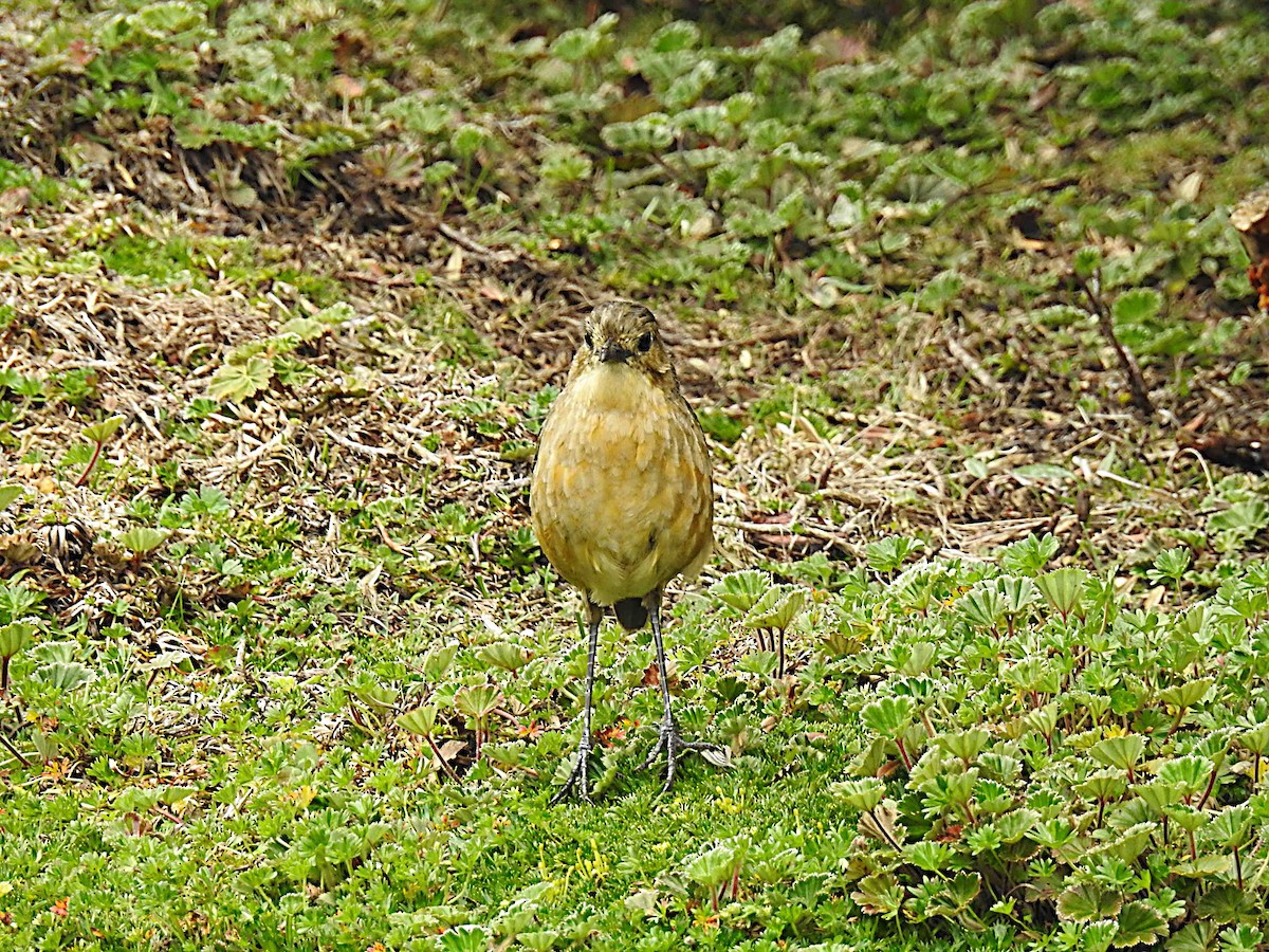 Tawny Antpitta - ML637522202