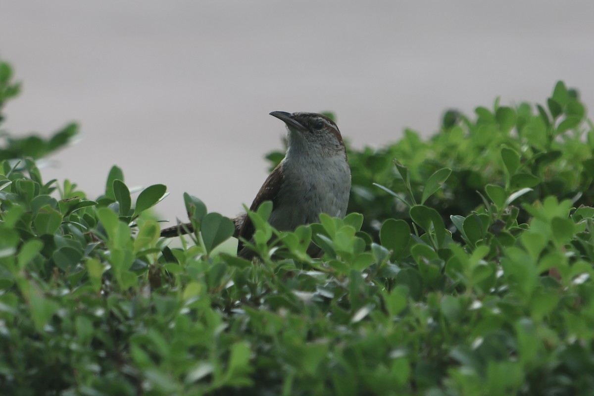 Carolina Wren - ML637522206