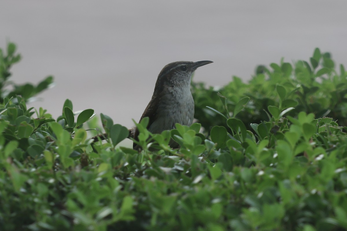 Carolina Wren - ML637522207
