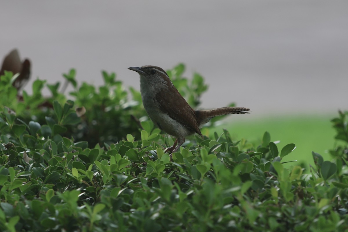 Carolina Wren - ML637522208