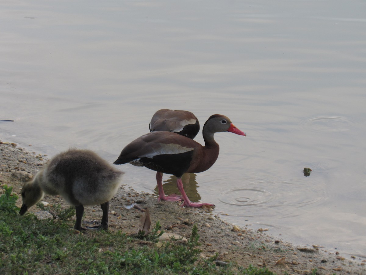 Black-bellied Whistling-Duck - ML637522232