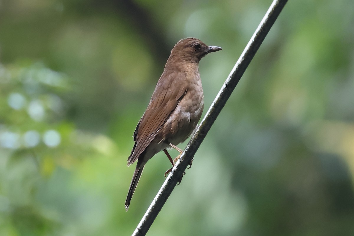 Pale-vented Thrush - ML637522242