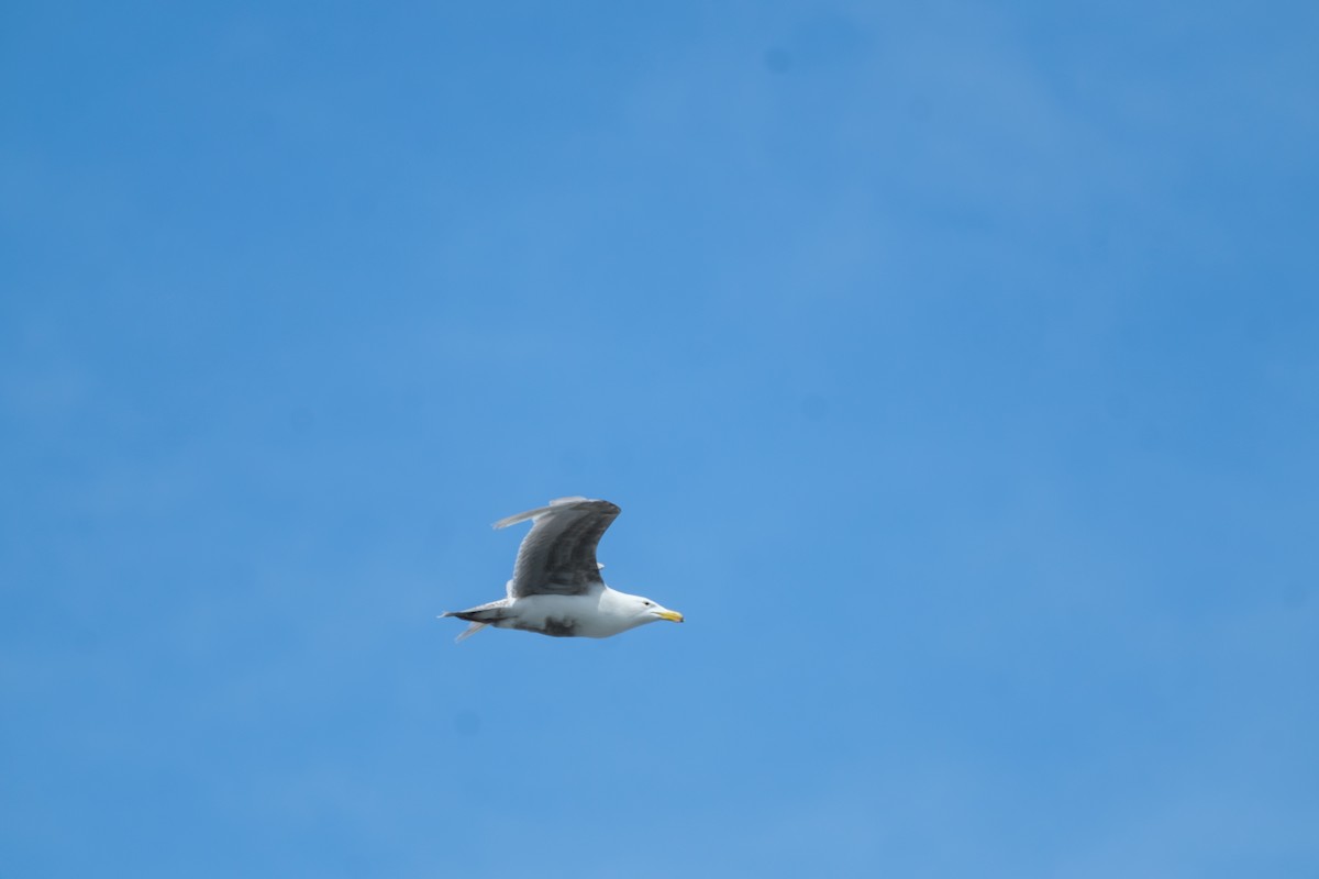 Glaucous-winged Gull - ML637522243