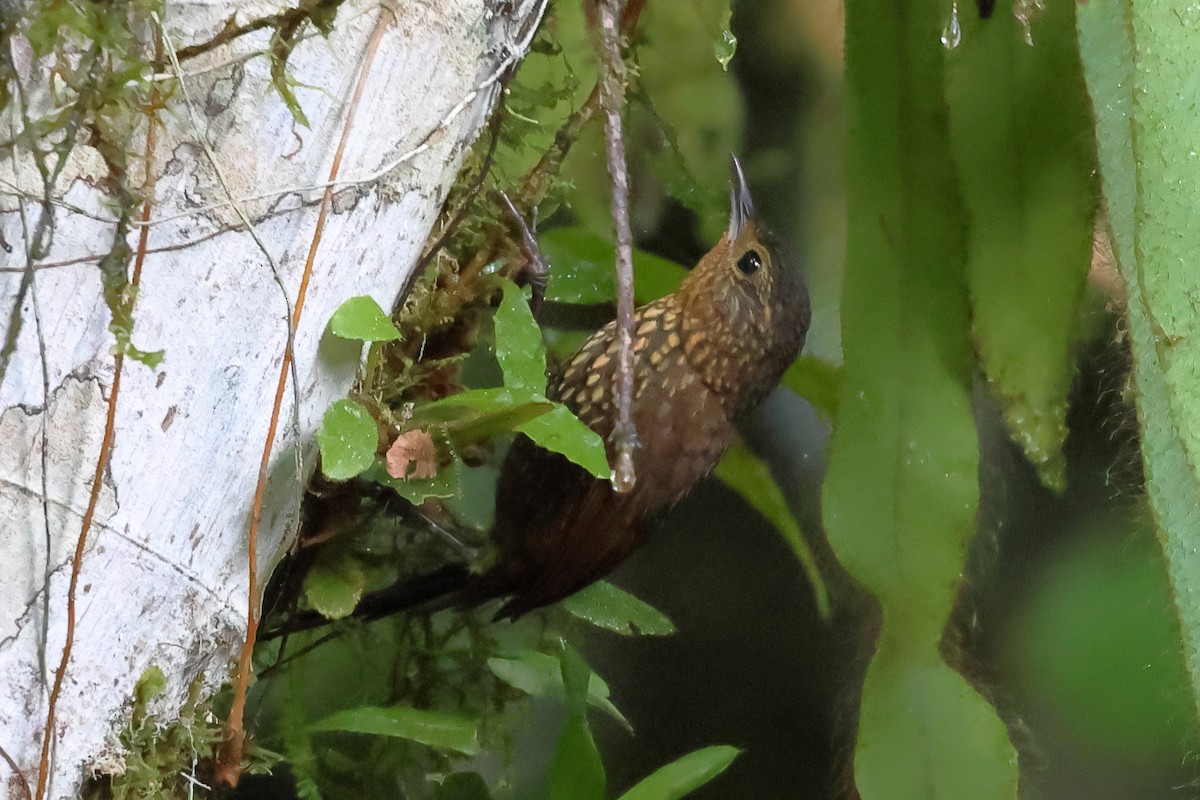 Spotted Barbtail - ML637522256