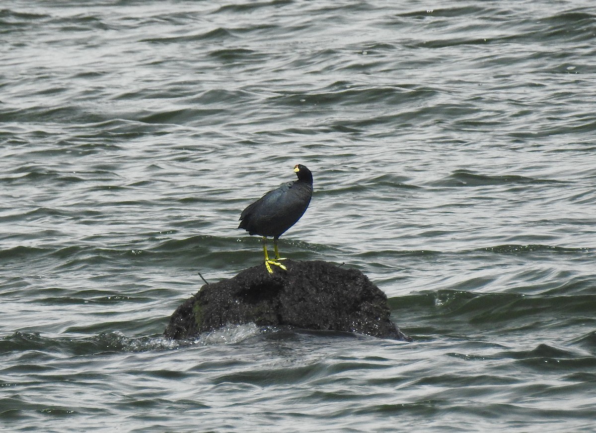 Slate-colored Coot - ML637522267