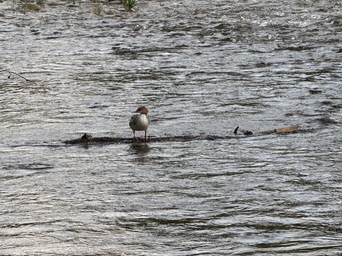 morčák velký - ML637522270