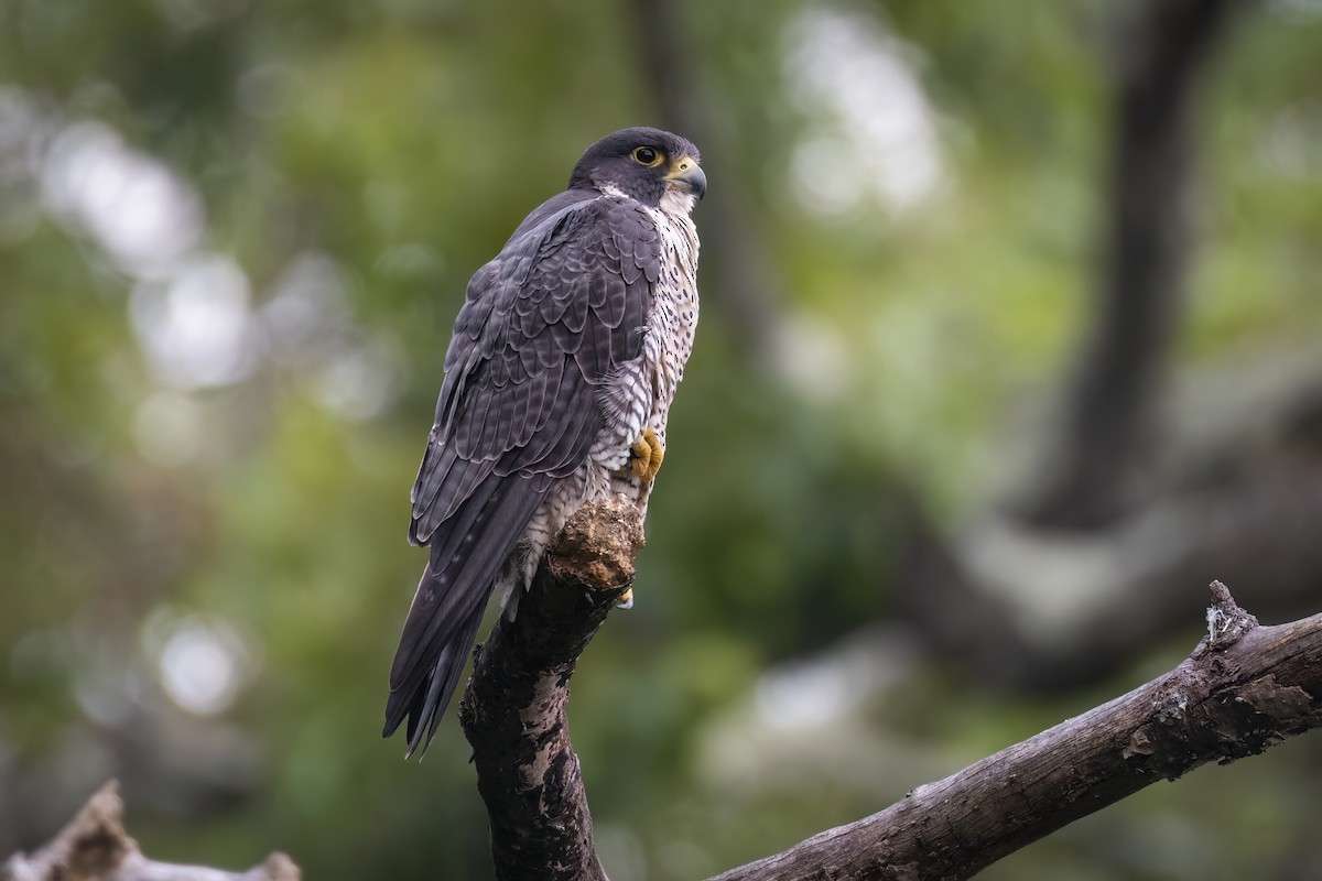 Peregrine Falcon - ML637522279