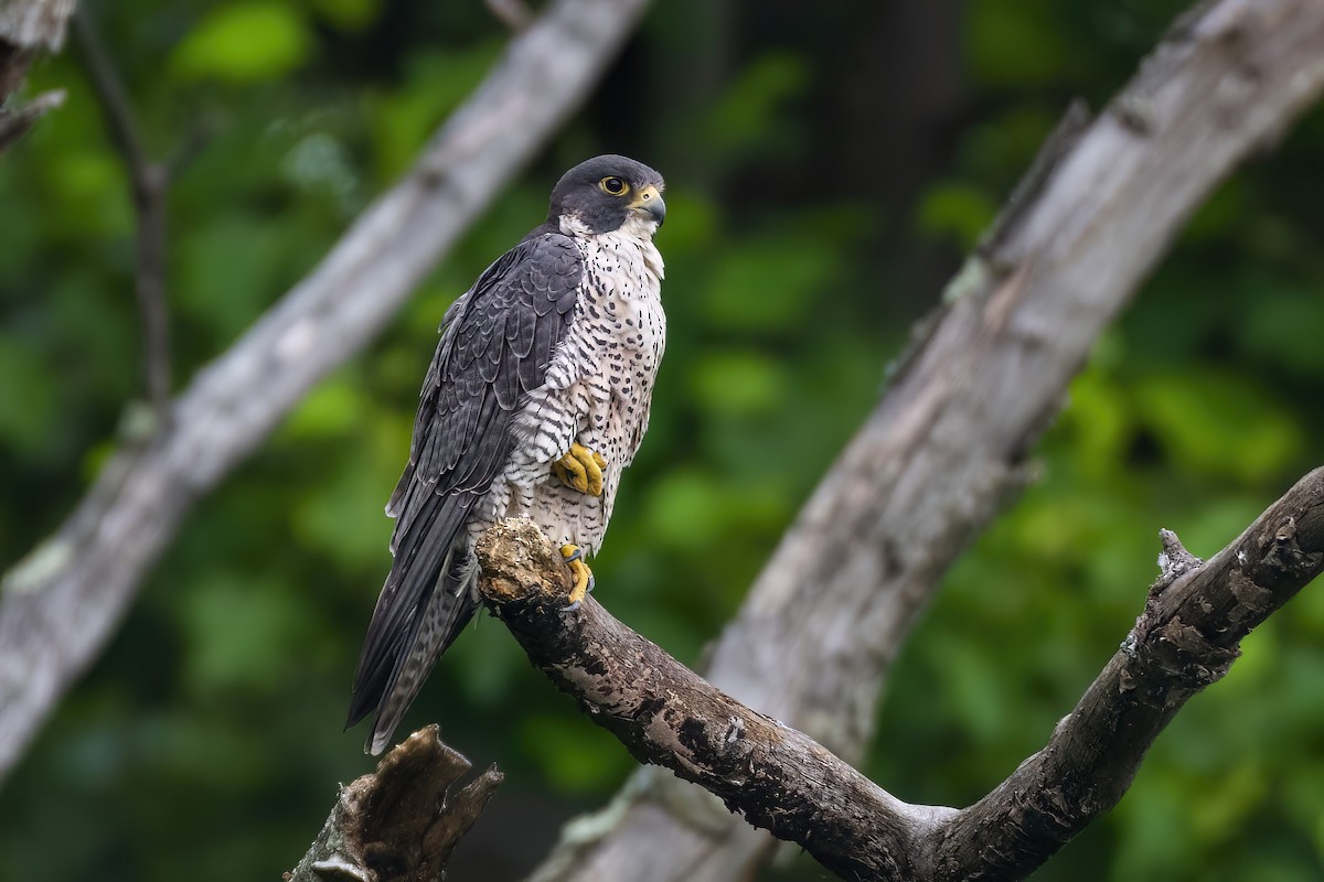 Peregrine Falcon - ML637522280