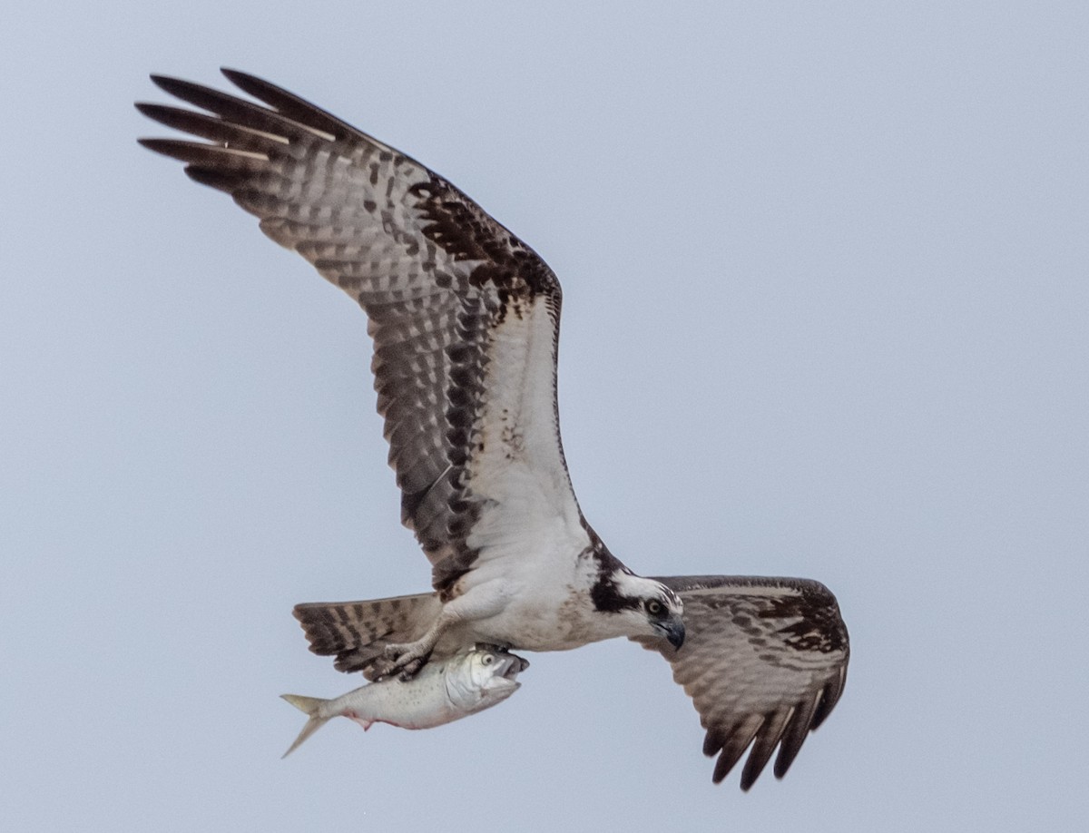 Osprey - ML637522291