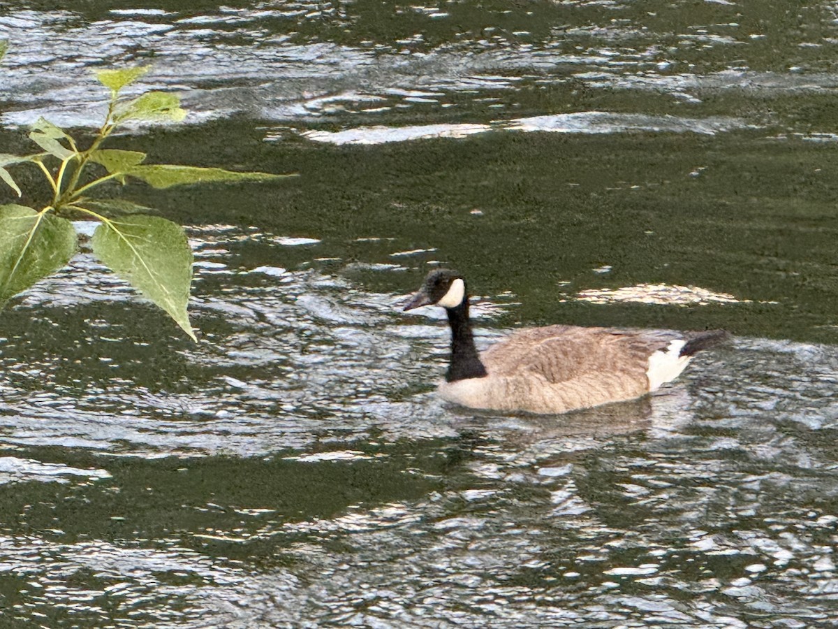 berneška malá/velká - ML637522366