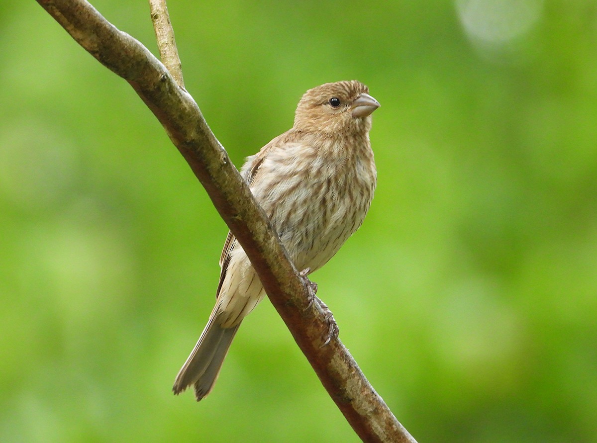 House Finch - ML637522384