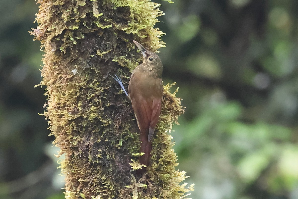 Spotted Woodcreeper - ML637522424
