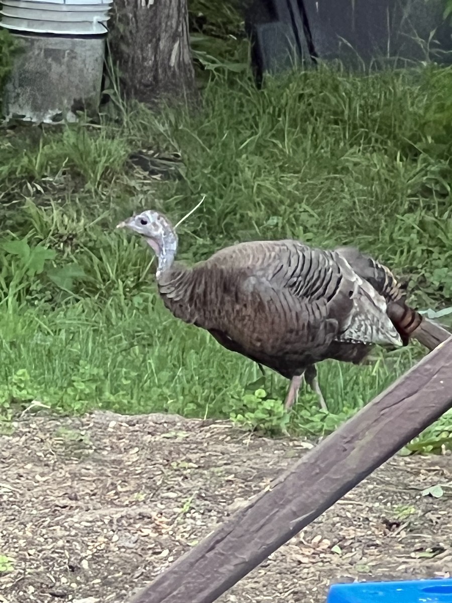 Wild Turkey - ML637522426