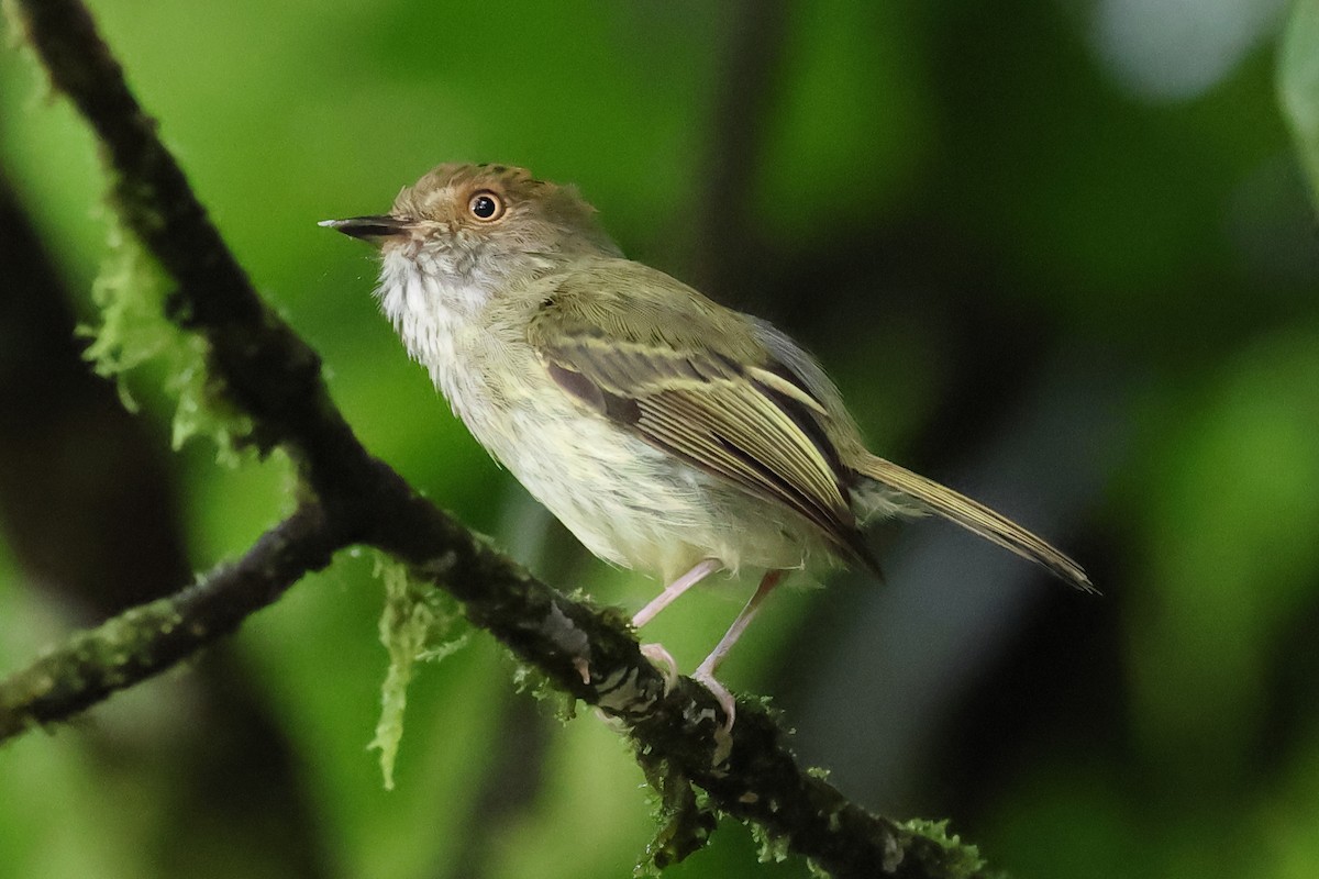Scale-crested Pygmy-Tyrant - ML637522428