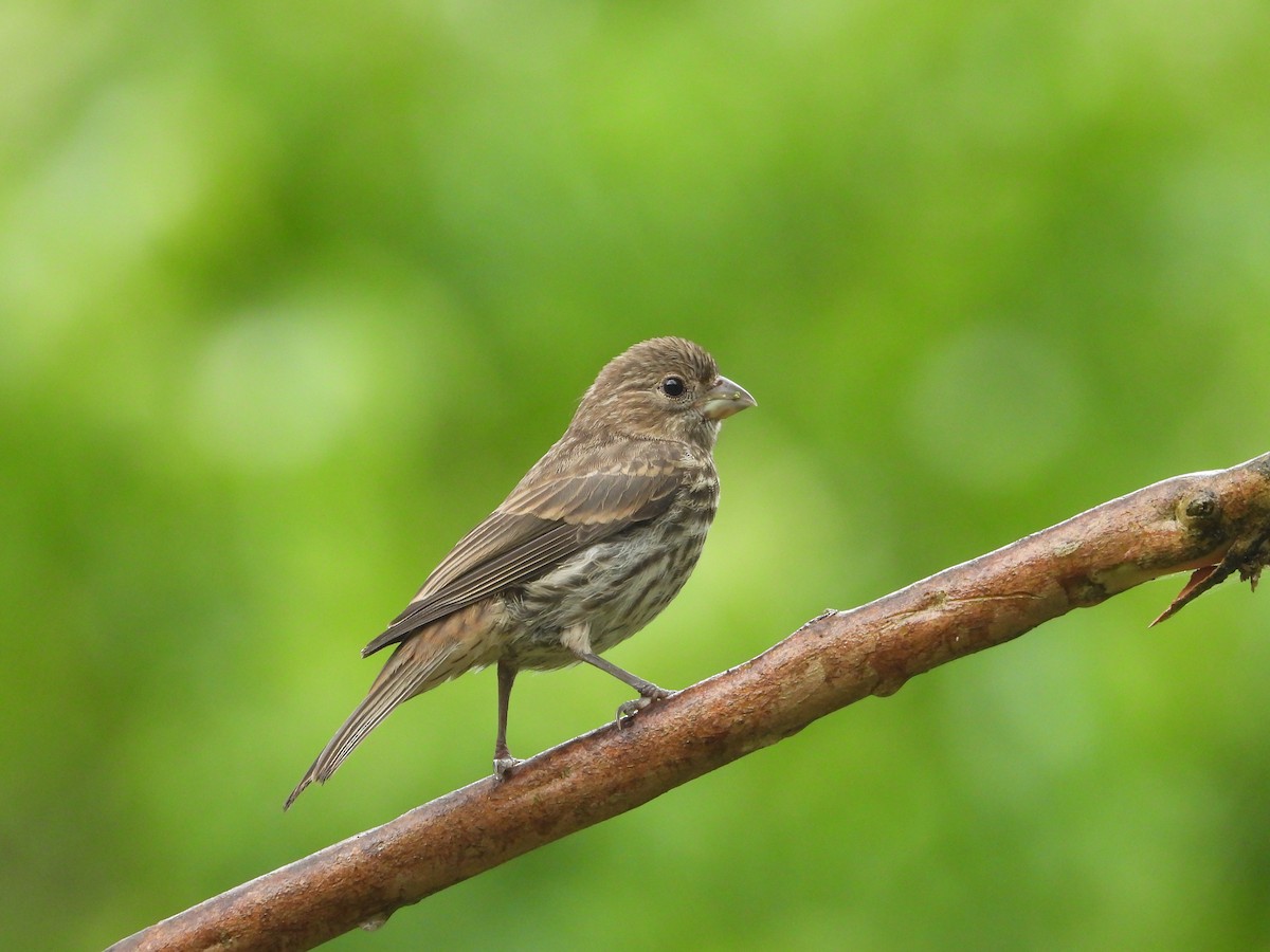 House Finch - ML637522465