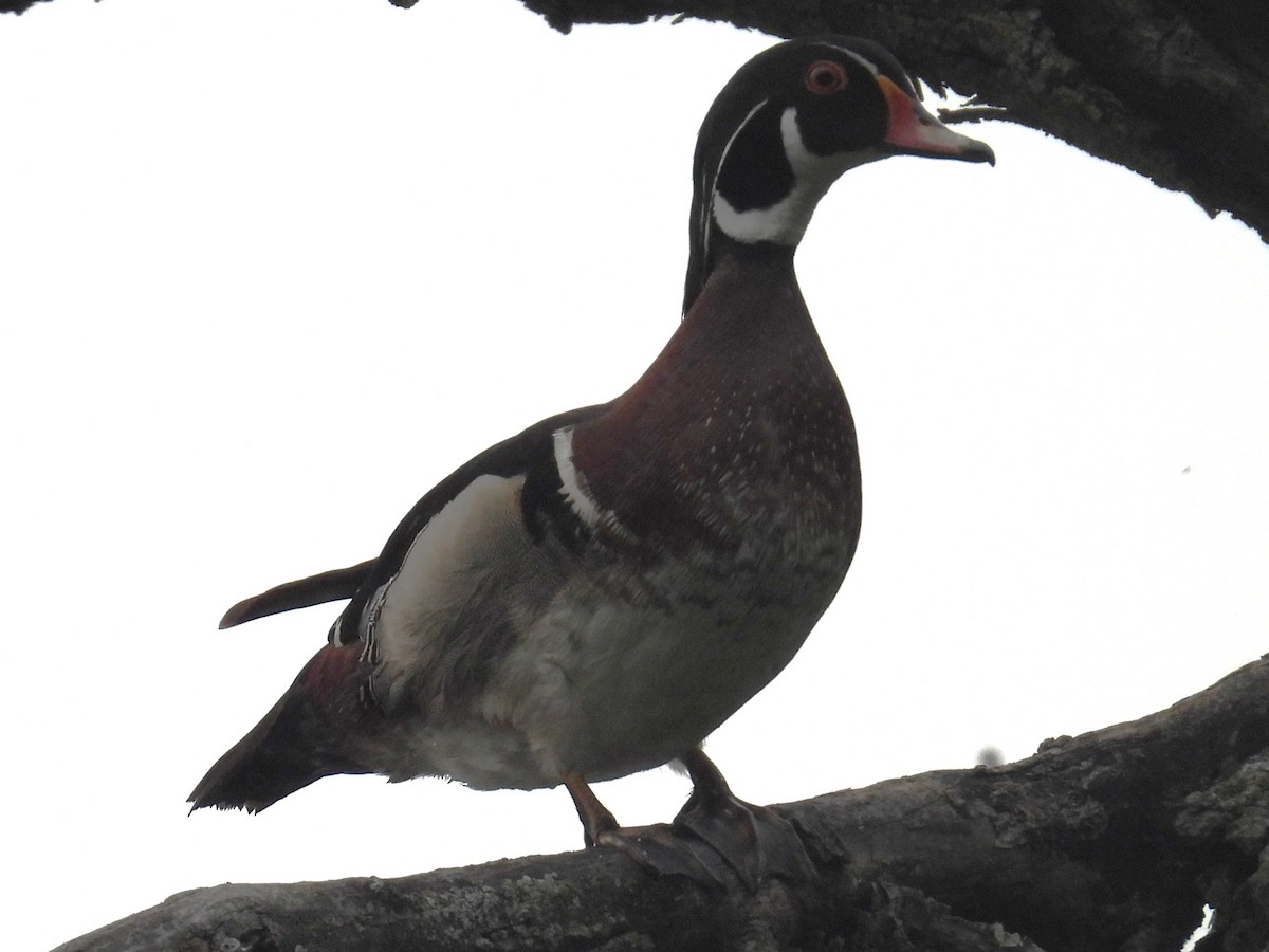 Wood Duck - ML637522496