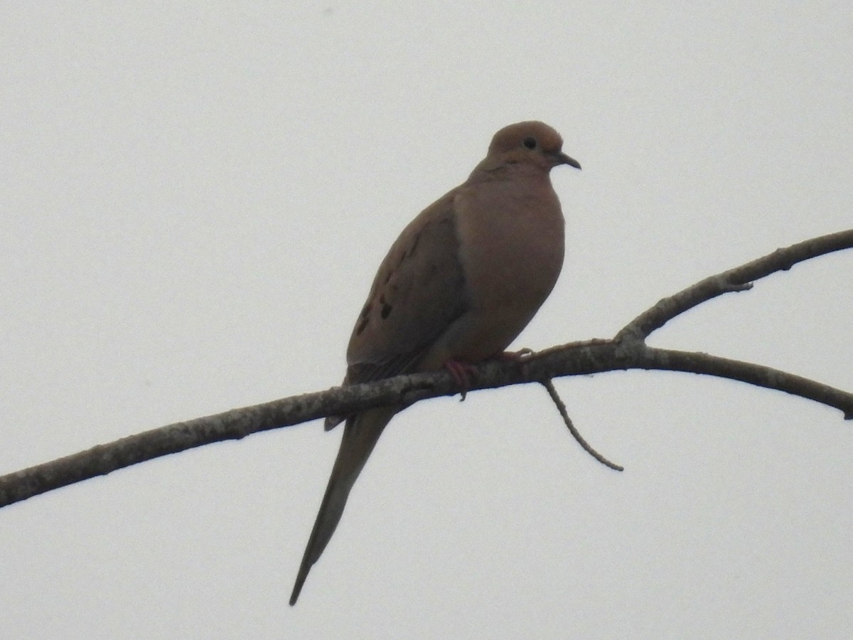 Mourning Dove - ML637522506