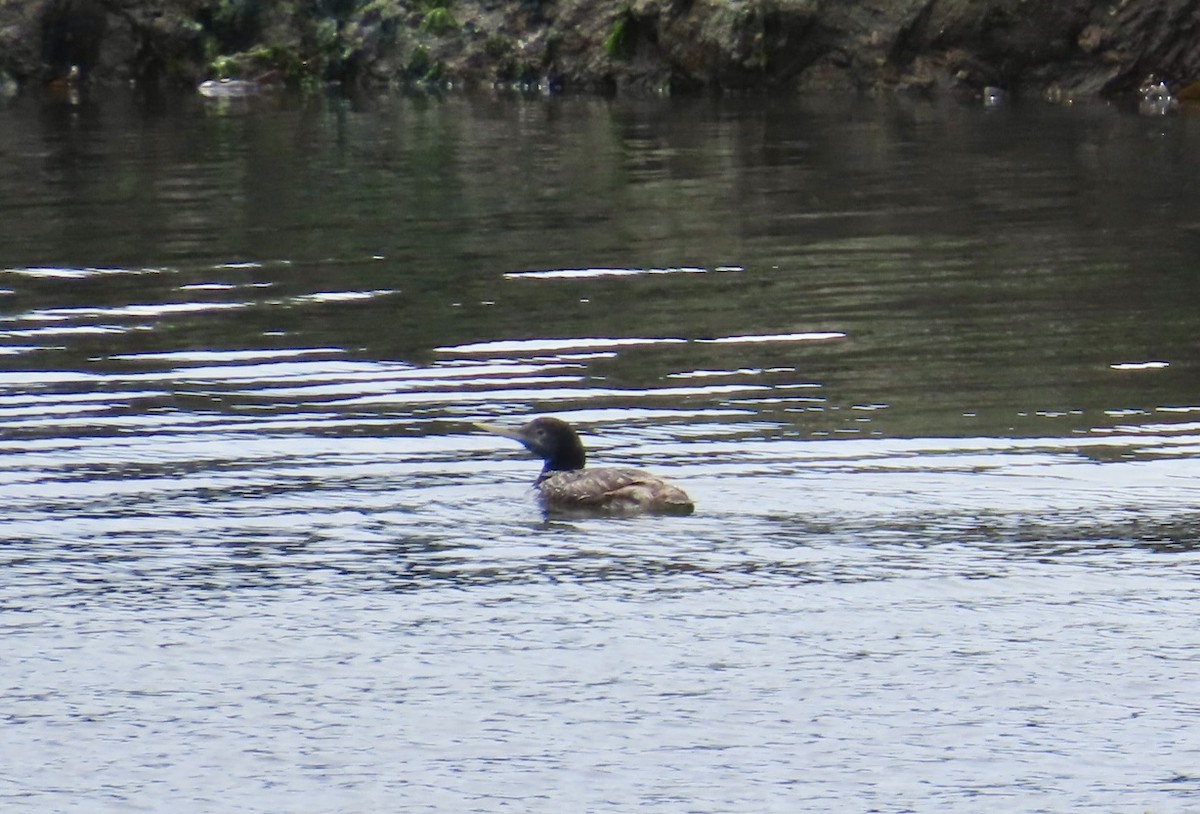 Yellow-billed Loon - ML637522508