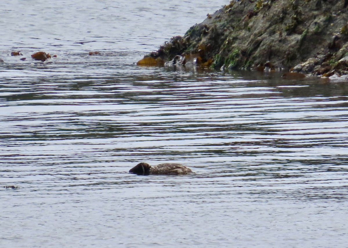 Yellow-billed Loon - ML637522509