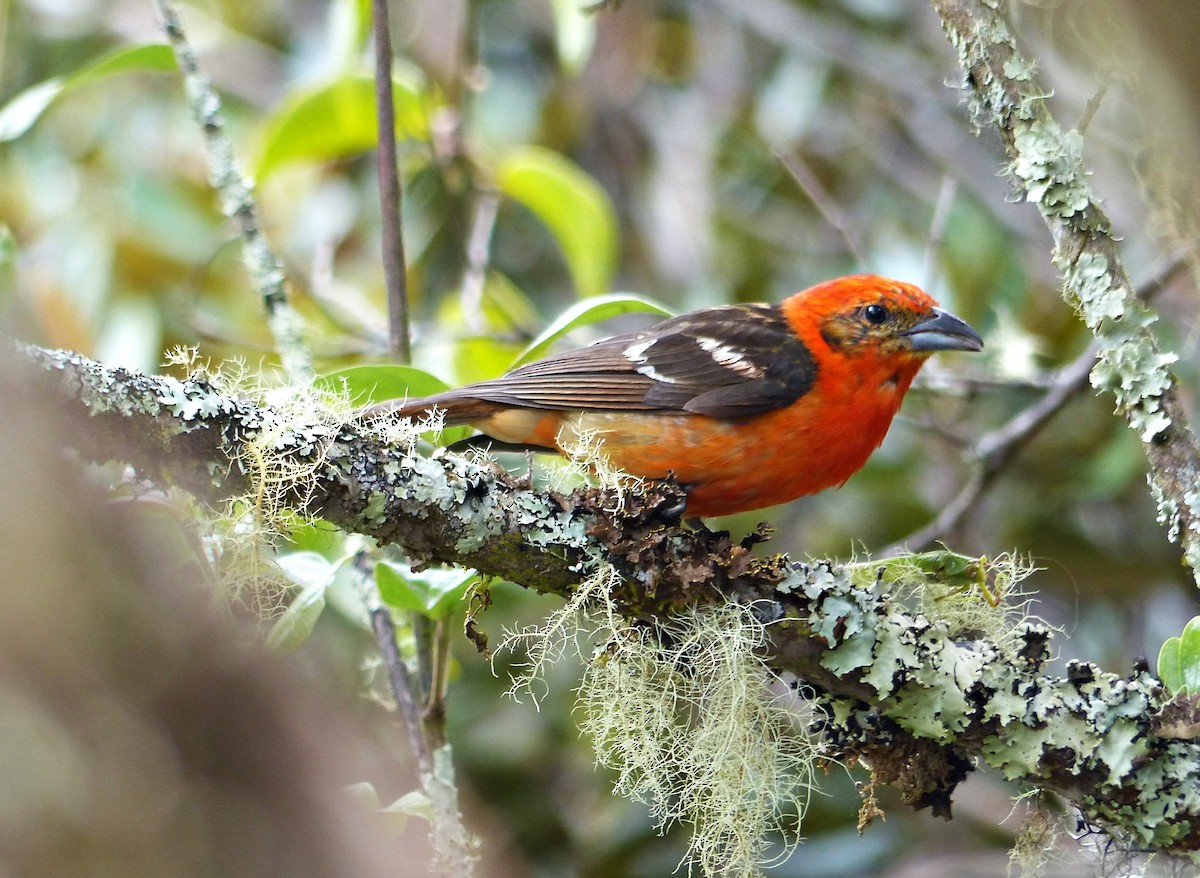 Flame-colored Tanager - ML637522527
