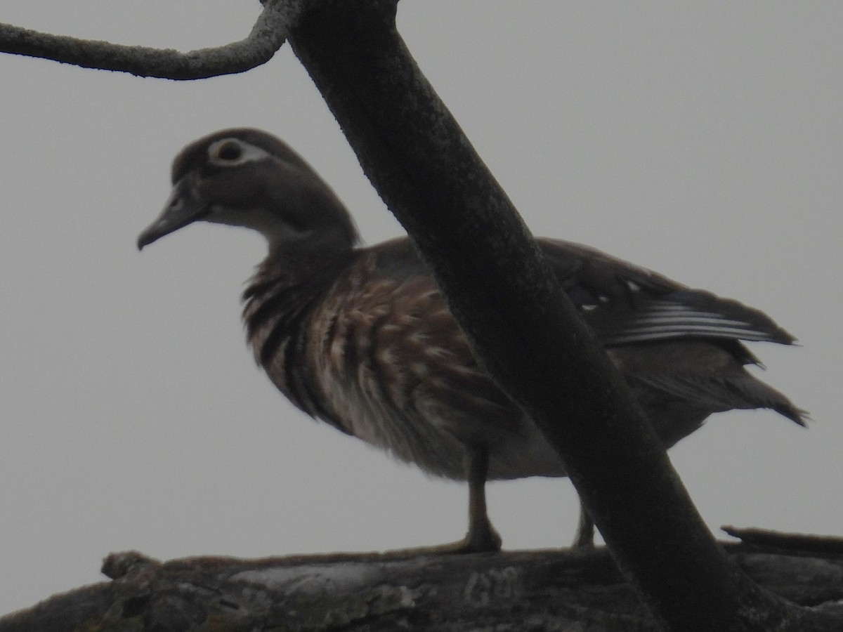 Wood Duck - ML637522540