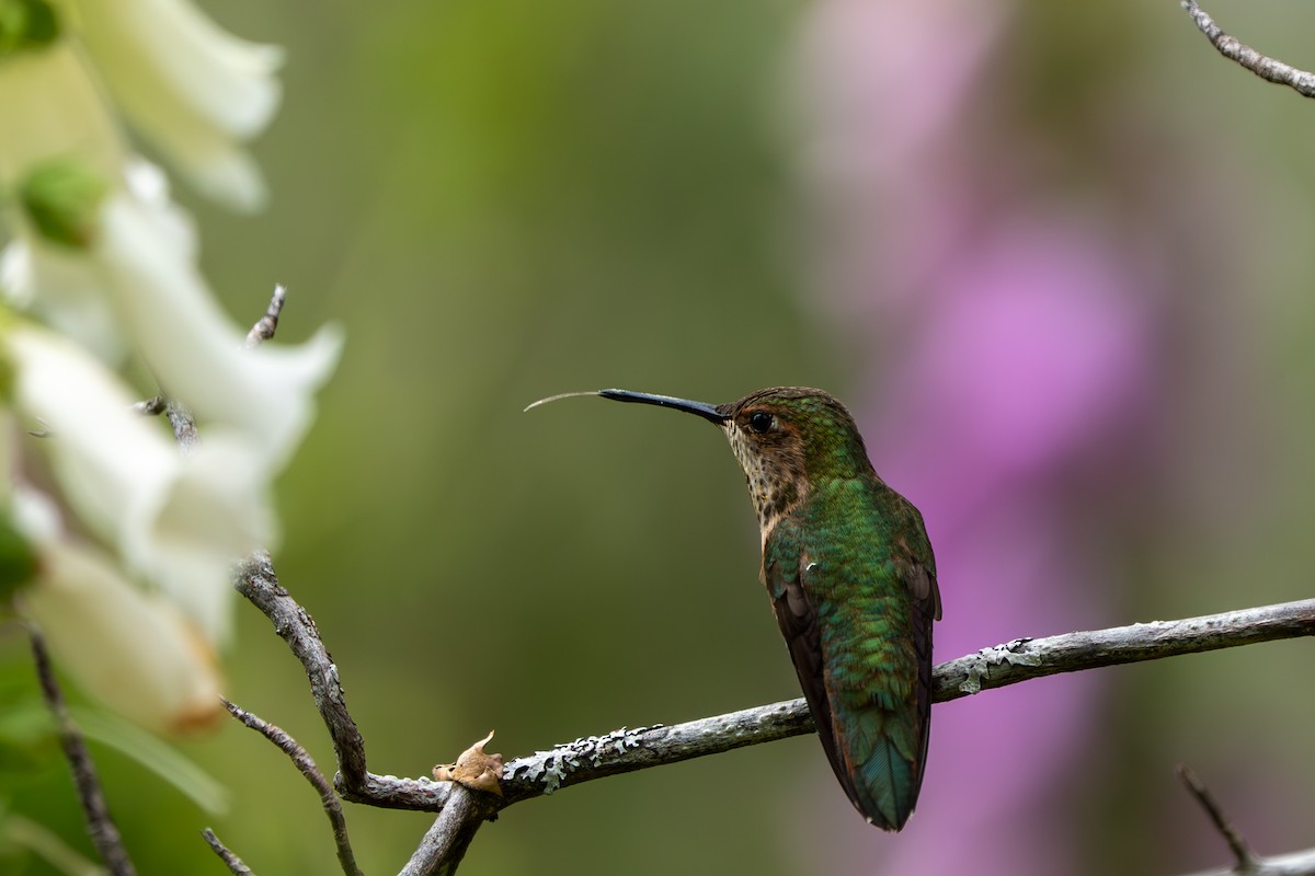 アカフトオハチドリ - ML637522566