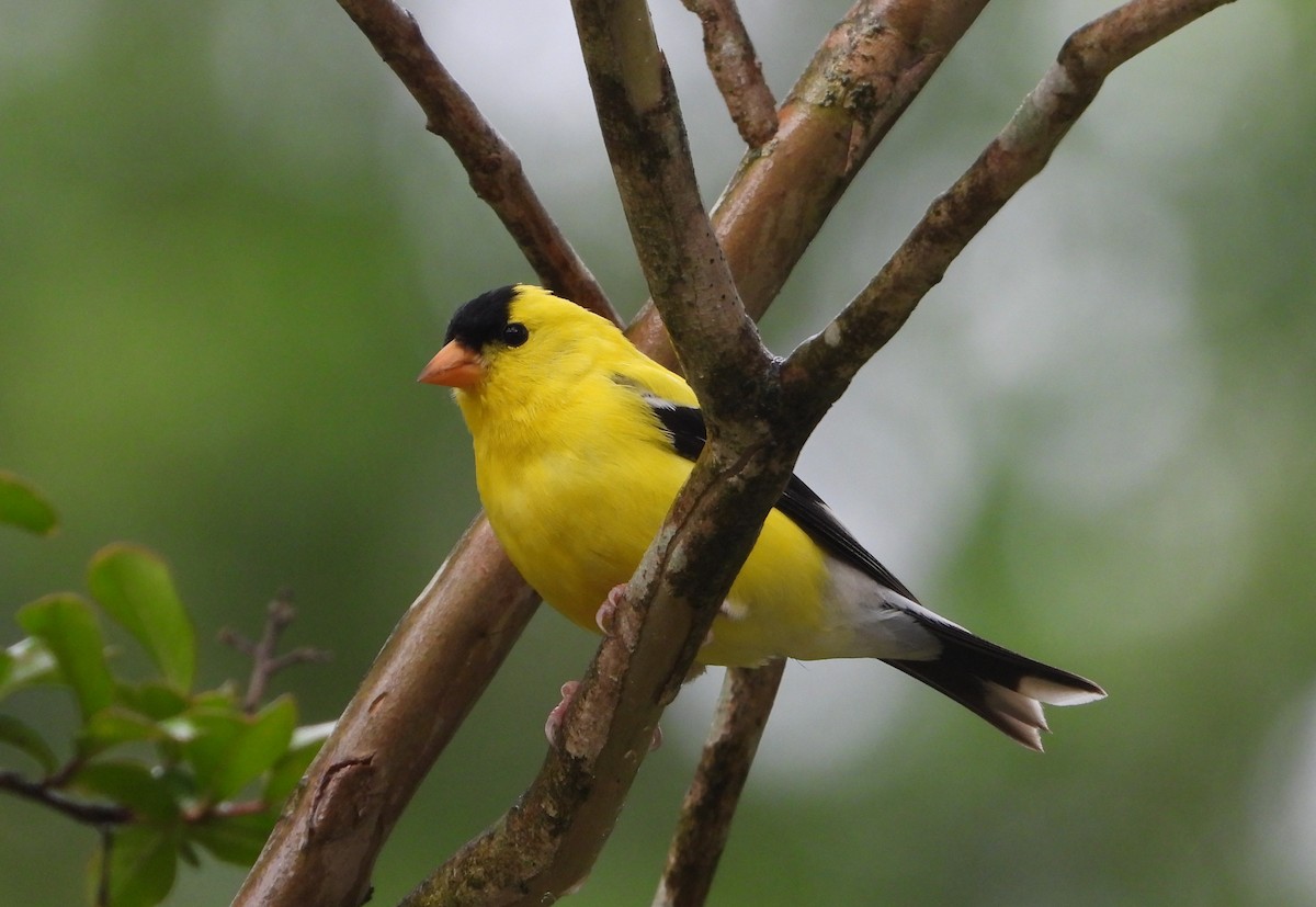 American Goldfinch - ML637522600