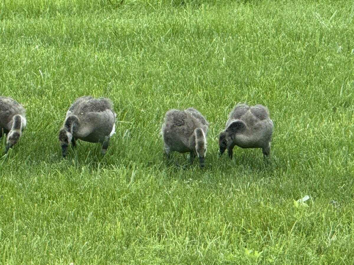 Canada Goose - ML637522611