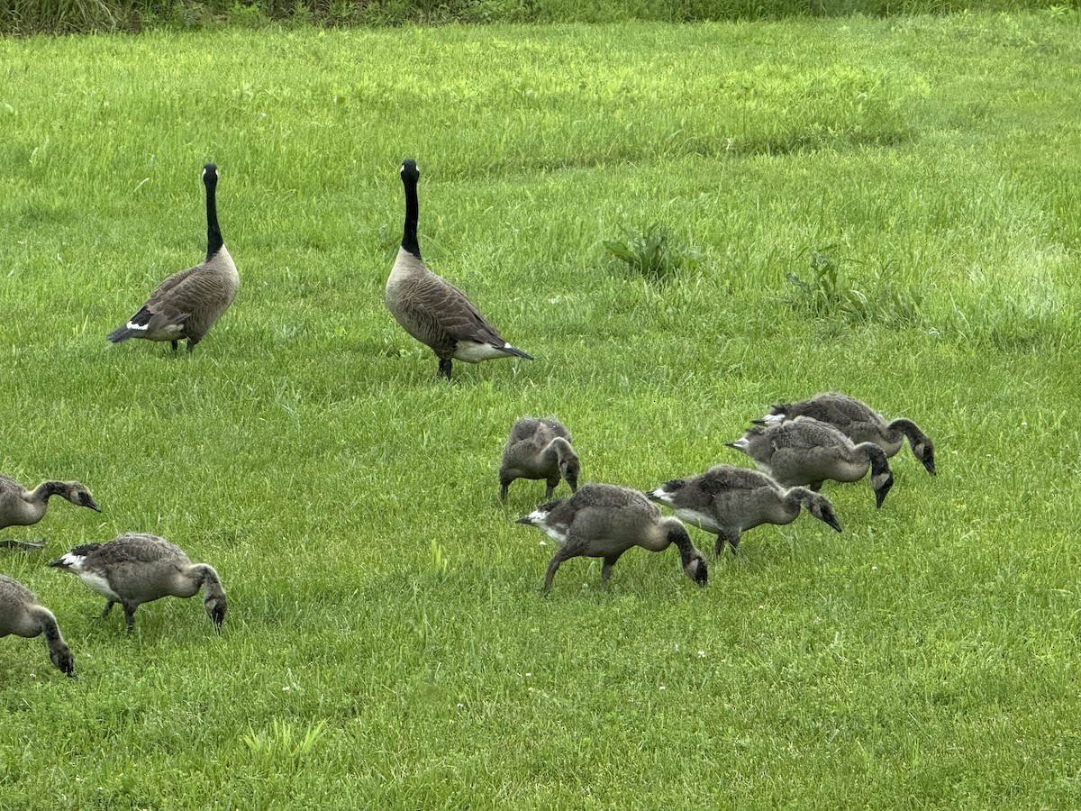 Canada Goose - ML637522612