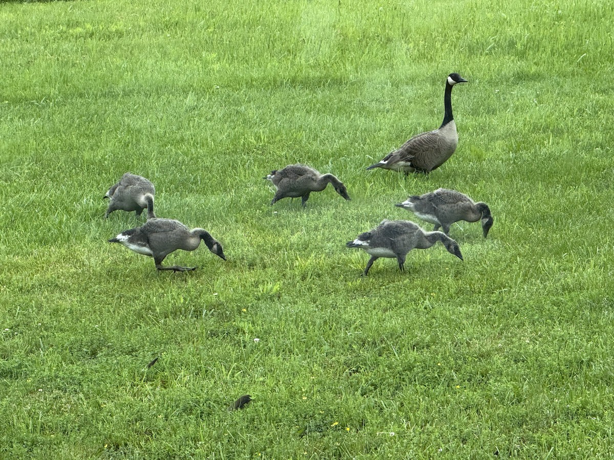 Canada Goose - ML637522613