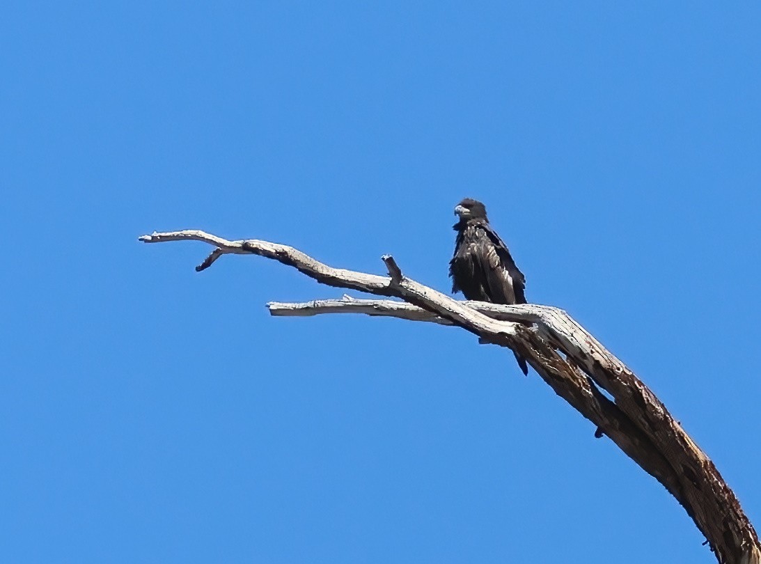Bald Eagle - ML637522664